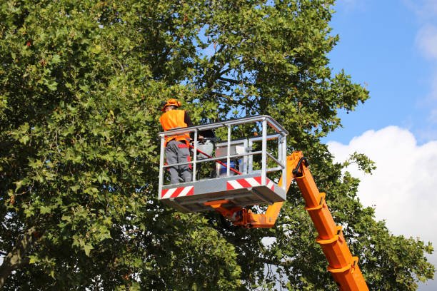 Best Fruit Tree Pruning  in Leland, NC